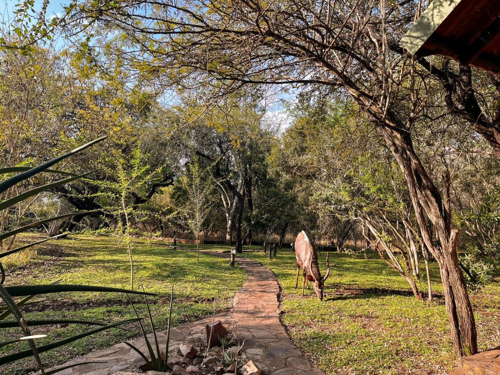 Mbuluzi Game Reserve Simunye Værelse billede
