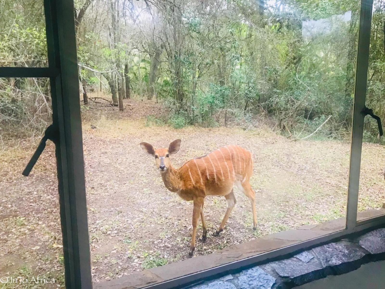 Mbuluzi Game Reserve Simunye Værelse billede